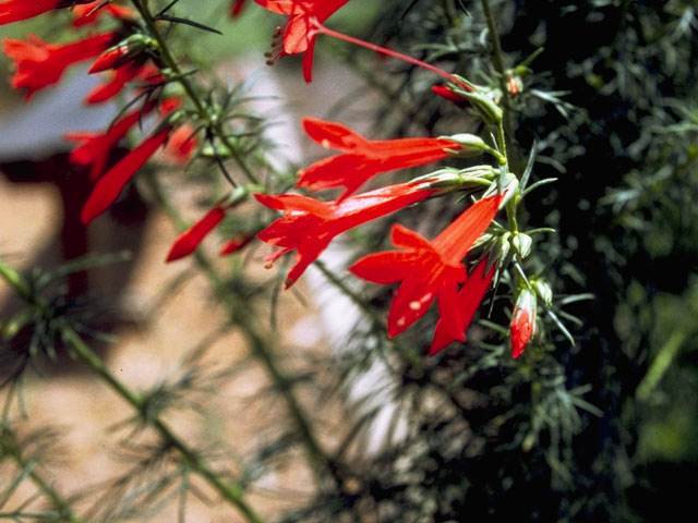 Ipomopsis rubra (Standing cypress) #6583