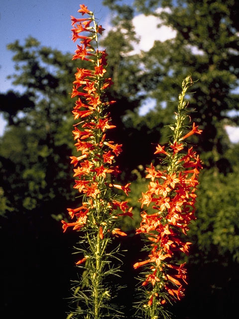 Ipomopsis rubra (Standing cypress) #6585