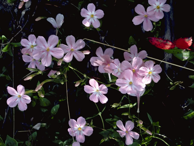 Phlox adsurgens (Northern phlox) #6620