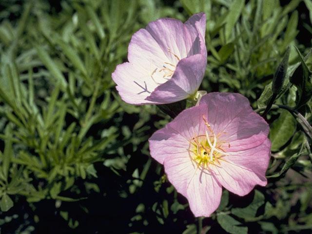 Oenothera speciosa (Pink evening primrose) #6686