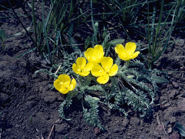 Camissonia tanacetifolia ssp. tanacetifolia (Tansyleaf evening-primrose) #6711