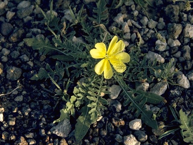 Oenothera primiveris (Desert evening-primrose) #6817