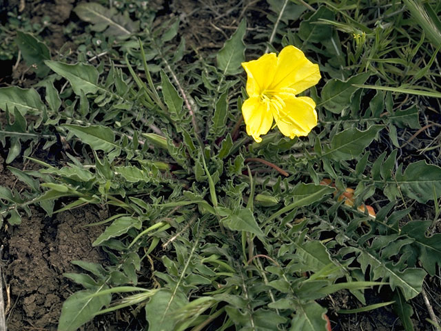 Oenothera primiveris (Desert evening-primrose) #6819