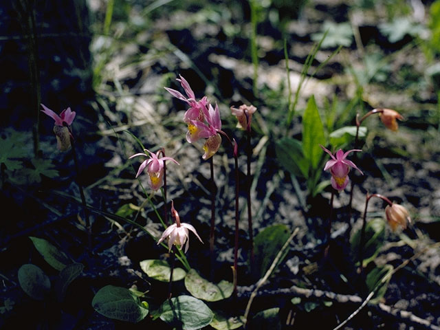 Calypso bulbosa (Fairy slipper) #6848