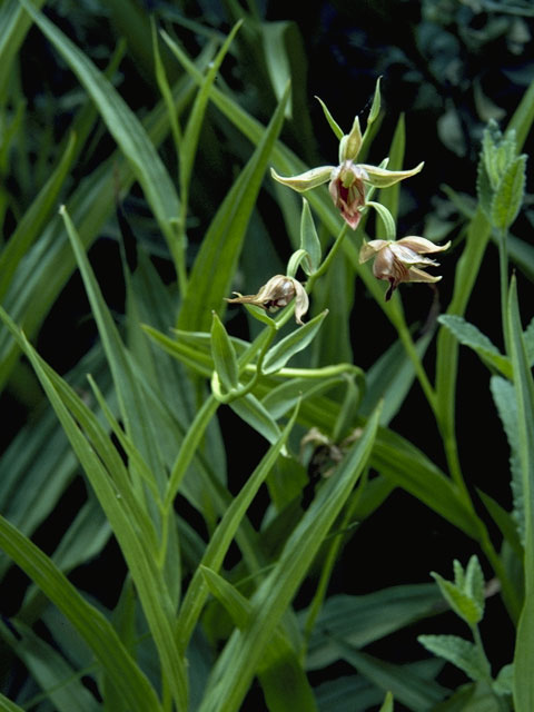 Epipactis gigantea (Stream orchid) #6933