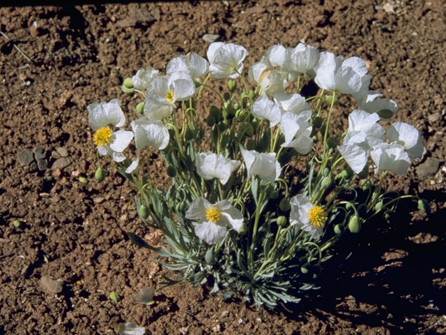 Arctomecon humilis (Common bear-poppy) #7002