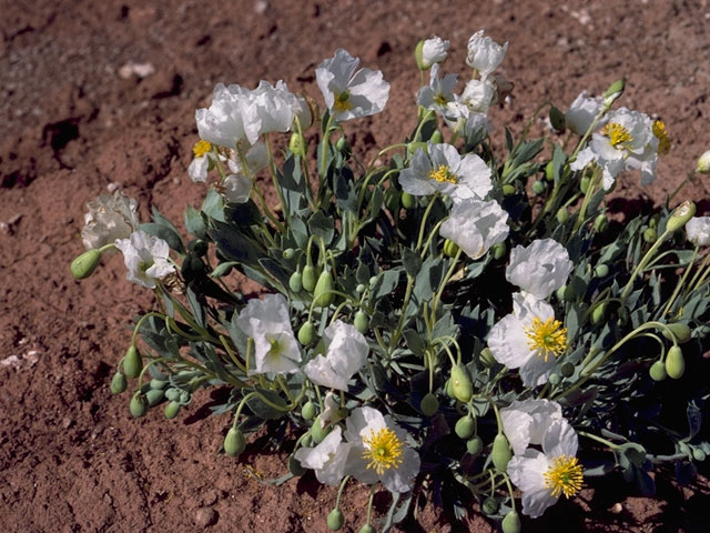 Arctomecon humilis (Common bear-poppy) #7003