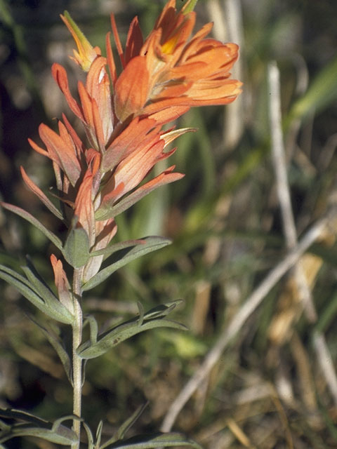 Castilleja purpurea var. lindheimeri (Lindheimer's paintbrush) #7213