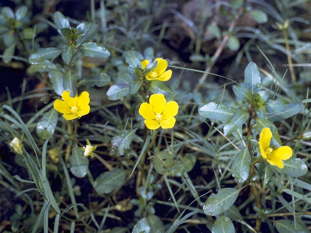 Ludwigia peploides (Floating primrose-willow) #7362