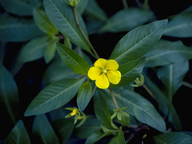 Ludwigia peploides (Floating primrose-willow) #7366