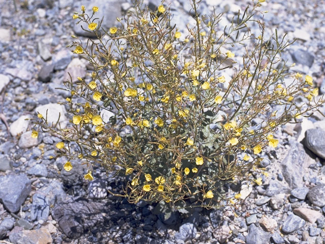 Camissonia arenaria (Fortuna range suncup) #7376