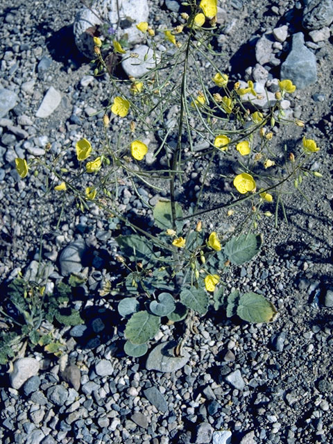 Camissonia cardiophylla ssp. cardiophylla (Heartleaf suncup) #7399