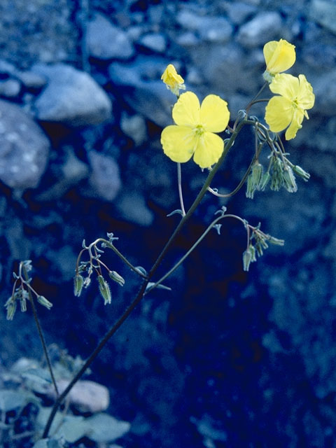 Camissonia cardiophylla ssp. cardiophylla (Heartleaf suncup) #7400