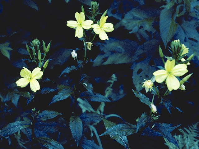 Camissonia contorta (Plains evening-primrose) #7412