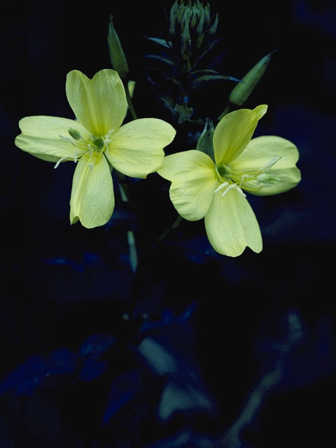 Camissonia contorta (Plains evening-primrose) #7413