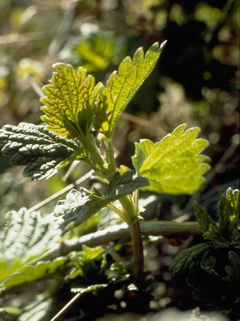 Urtica dioica ssp. gracilis (California nettle) #7469