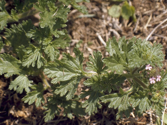 Glandularia pumila (Dwarf vervain) #7524