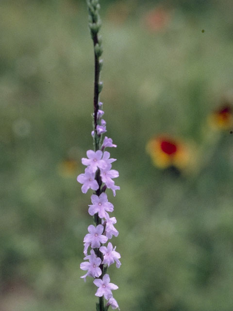 Verbena halei (Texas vervain) #7529