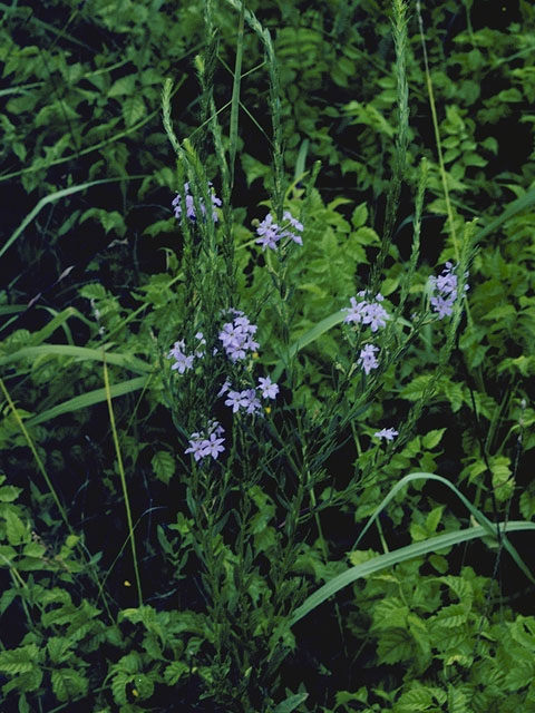 Verbena hastata (Swamp verbena) #7534