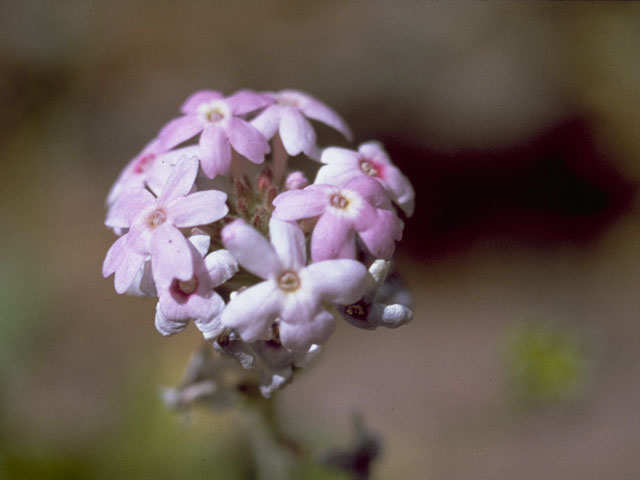 Glandularia bipinnatifida var. ciliata (Davis mountains mock vervain) #7573