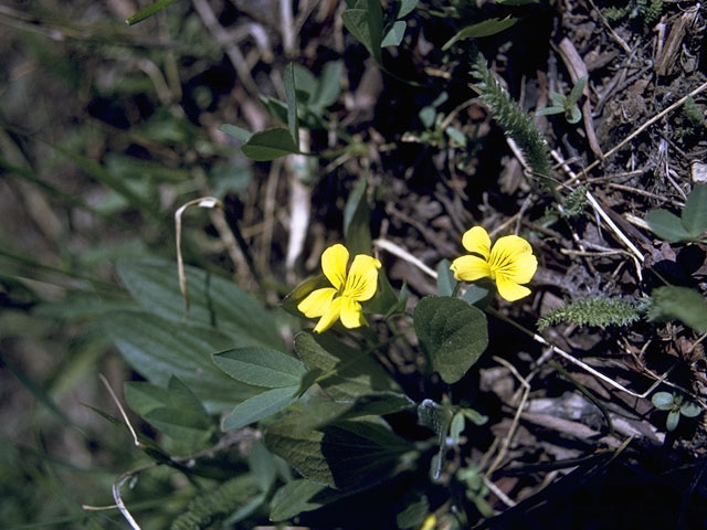 Viola nuttallii (Nuttall's violet) #7625