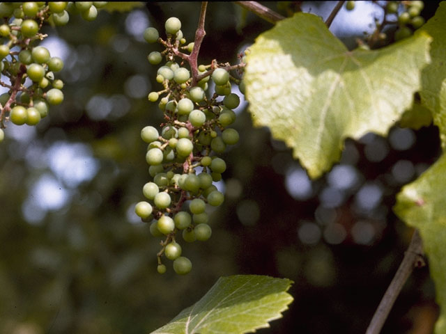 Vitis cinerea var. helleri (Winter grape) #7683