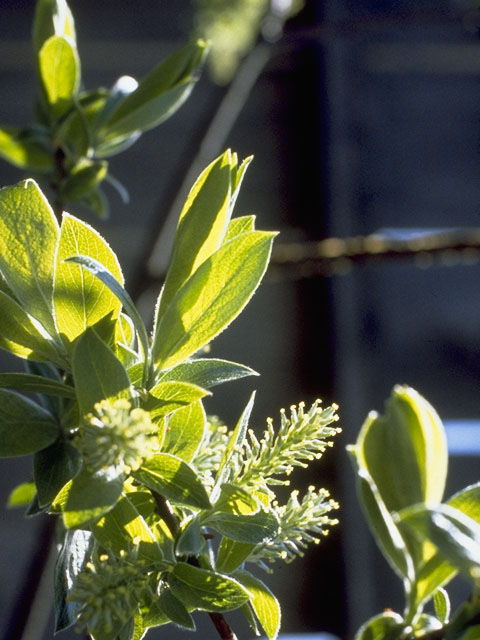 Salix bebbiana (Bebb willow) #7735