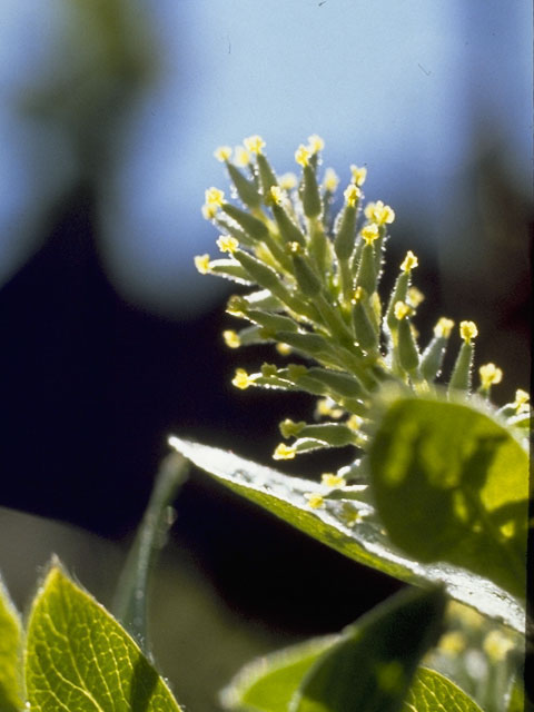 Salix bebbiana (Bebb willow) #7736