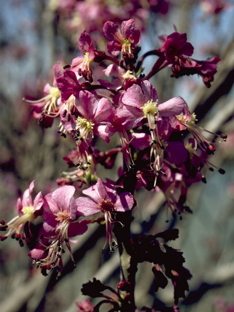 Ungnadia speciosa (Mexican buckeye) #7756