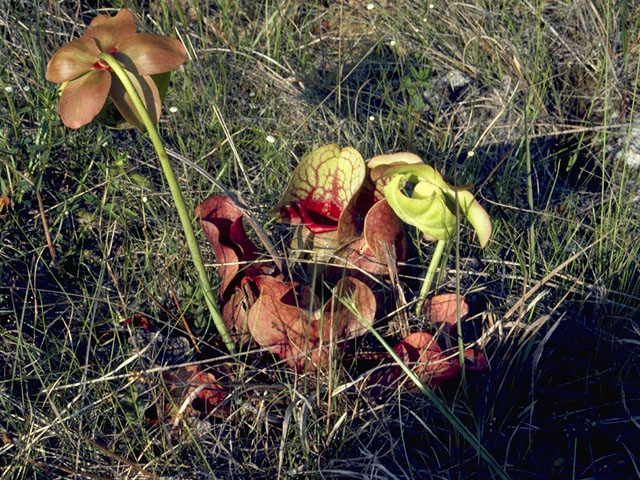 Sarracenia purpurea (Purple pitcherplant) #7797