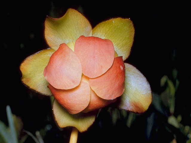 Sarracenia purpurea (Purple pitcherplant) #7800