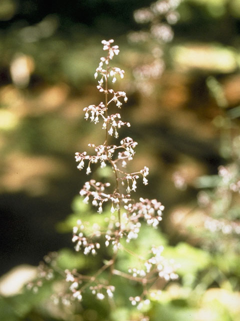 Heuchera rubescens (Pink alumroot) #7833