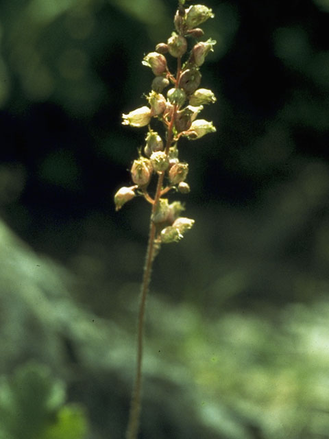 Heuchera villosa (Hairy alumroot) #7834