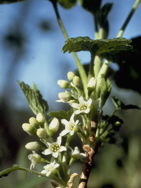 Ribes hudsonianum (Northern black currant) #7874