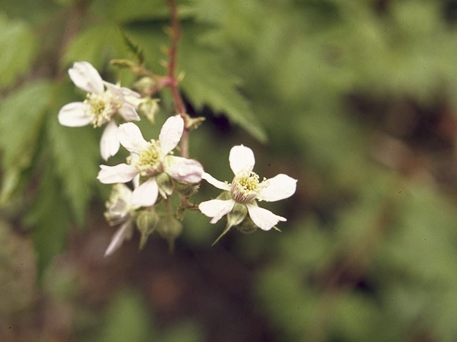 Ribes triste (Red currant) #7889