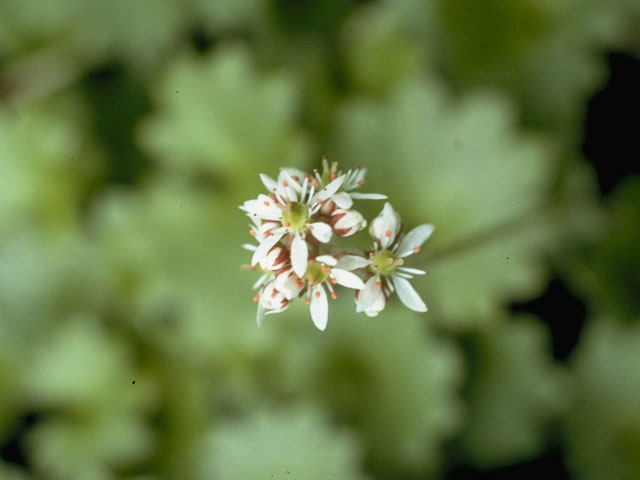 Saxifraga nelsoniana ssp. pacifica (Pacific saxifrage) #7916