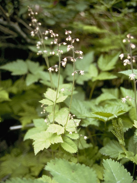 Tiarella trifoliata (Threeleaf foamflower) #7940