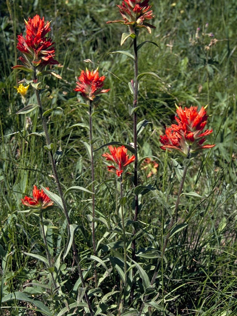 Castilleja miniata ssp. miniata (Giant red indian paintbrush) #7980