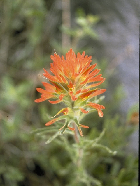 Castilleja applegatei (Wavyleaf indian paintbrush) #7982