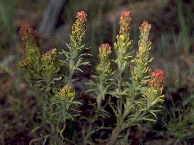 Castilleja arachnoidea (Cobwebby indian paintbrush) #7985