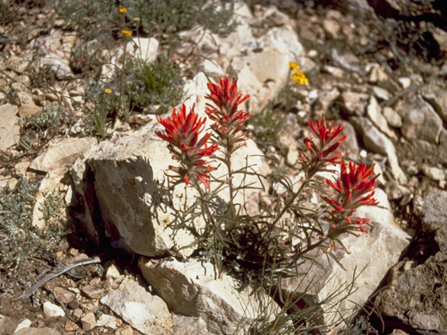 Castilleja angustifolia var. dubia (Showy northwestern indian-paintbrush) #7989