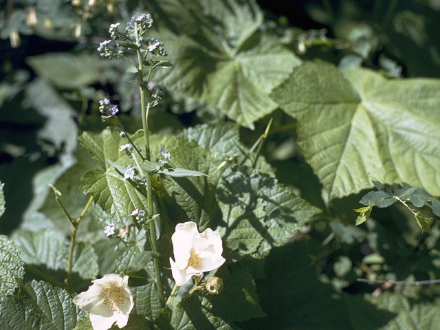 Rubus parviflorus (Western thimbleberry) #8006