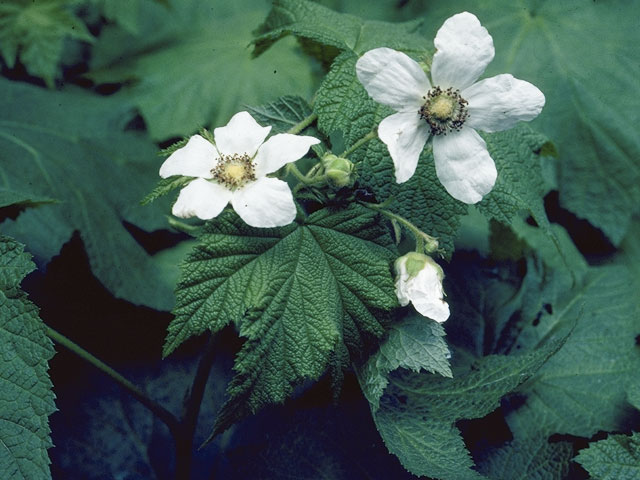 Rubus parviflorus (Western thimbleberry) #8007