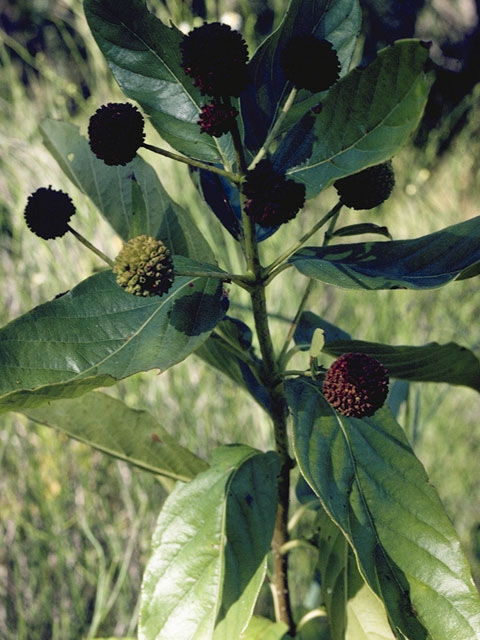 Cephalanthus occidentalis (Common buttonbush) #8066