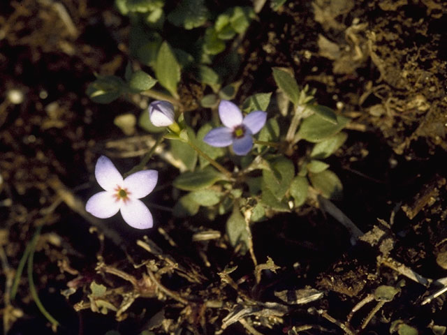 Houstonia pusilla (Tiny bluets) #8094