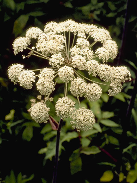 Angelica genuflexa (Kneeling angelica) #8159