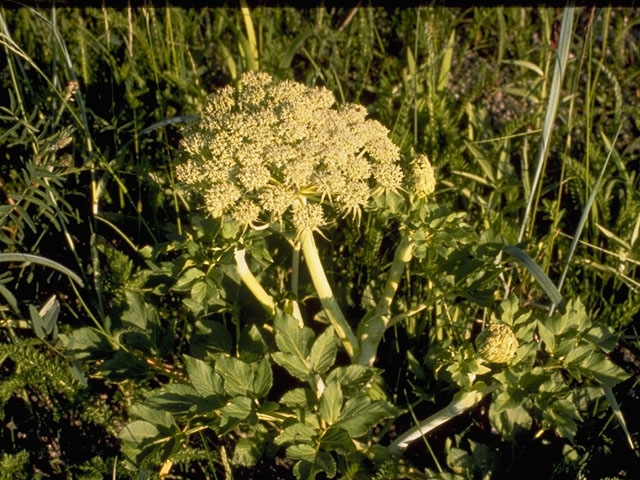 Angelica lucida (Seacoast angelica) #8161