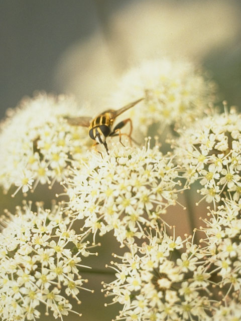 Cicuta virosa (Mackenzie's water hemlock) #8172