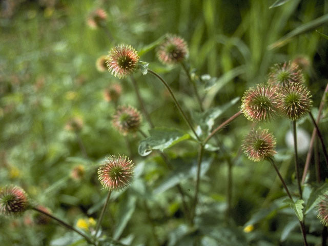 Geum macrophyllum var. perincisum (Largeleaf avens) #8220