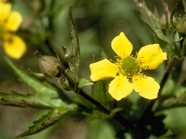 Geum macrophyllum var. perincisum (Largeleaf avens) #8221